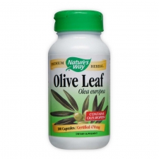 Olive Leaf Olea europea